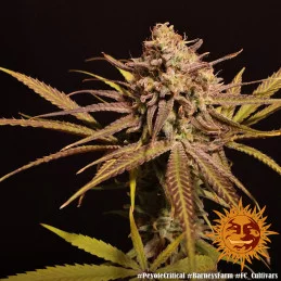 Peyote Critical Barney´s Farm SEEDS-BANK.CZ