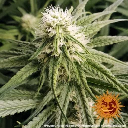 Peyote Critical Barney´s Farm SEEDS-BANK.CZ
