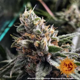 Peyote Critical Barney´s Farm SEEDS-BANK.CZ