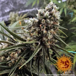 Peyote Critical Barney´s Farm SEEDS-BANK.CZ