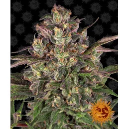 Peyote Critical Barney´s Farm SEEDS-BANK.CZ