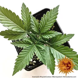 Peyote Cookies Barney´s Farm SEEDS-BANK.CZ