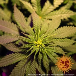 Peyote Cookies Barney´s Farm SEEDS-BANK.CZ