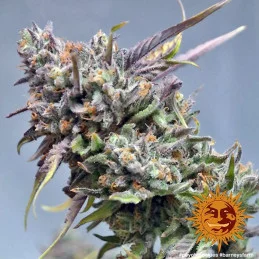 Peyote Cookies Barney´s Farm SEEDS-BANK.CZ