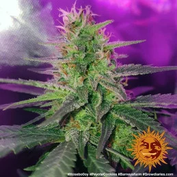 Peyote Cookies Barney´s Farm SEEDS-BANK.CZ