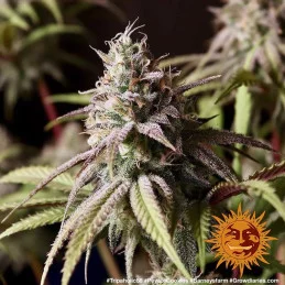 Peyote Cookies Barney´s Farm SEEDS-BANK.CZ