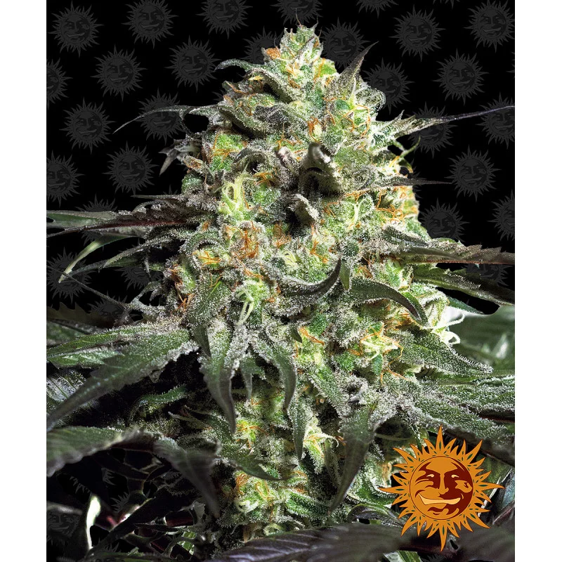 Peyote Cookies Barney´s Farm SEEDS-BANK.CZ