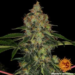 Shiskaberry Barney´s Farm SEEDS-BANK.CZ