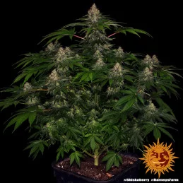 Shiskaberry Barney´s Farm SEEDS-BANK.CZ