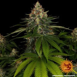 Shiskaberry Barney´s Farm SEEDS-BANK.CZ