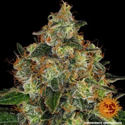 Shiskaberry Barney´s Farm SEEDS-BANK.CZ