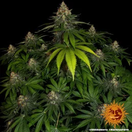 Shiskaberry Barney´s Farm SEEDS-BANK.CZ
