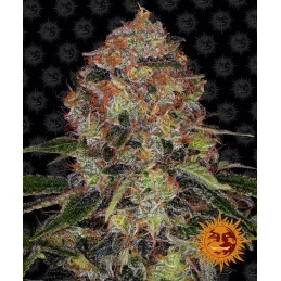 Shiskaberry Barney´s Farm SEEDS-BANK.CZ