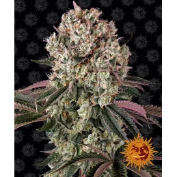 Glookies Barney´s Farm SEEDS-BANK.CZ