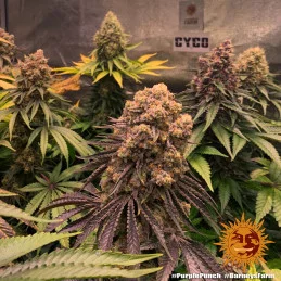 Purple Punch Barney´s Farm SEEDS-BANK.CZ