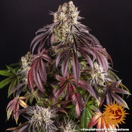 Purple Punch Barney´s Farm SEEDS-BANK.CZ