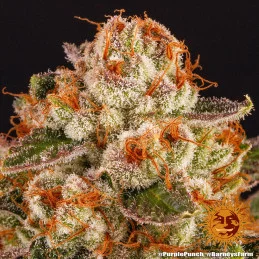 Purple Punch Barney´s Farm SEEDS-BANK.CZ