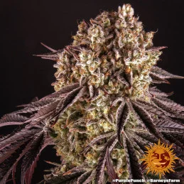 Purple Punch Barney´s Farm SEEDS-BANK.CZ