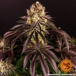Purple Punch Barney´s Farm SEEDS-BANK.CZ