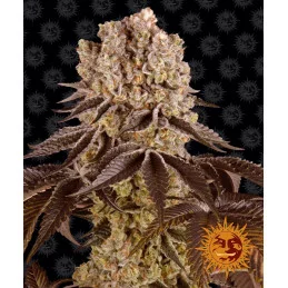 Purple Punch Barney´s Farm SEEDS-BANK.CZ