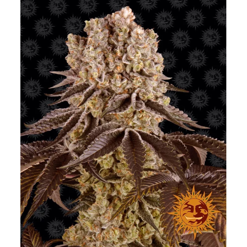 Purple Punch Barney´s Farm SEEDS-BANK.CZ