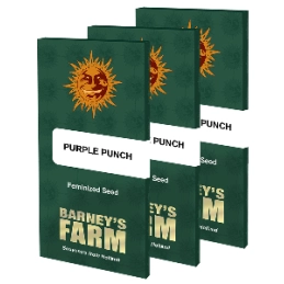 Purple Punch Barney´s Farm SEEDS-BANK.CZ
