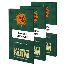 Orange Sherbert Barney´s Farm SEEDS-BANK.CZ