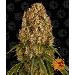 Orange Sherbert Barney´s Farm SEEDS-BANK.CZ