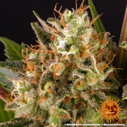 Strawberry Lemonade Barney´s Farm SEEDS-BANK.CZ