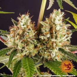 Strawberry Lemonade Barney´s Farm SEEDS-BANK.CZ
