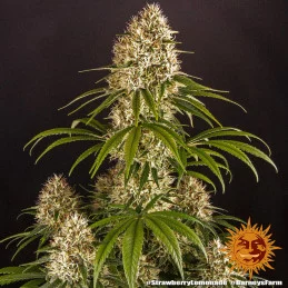 Strawberry Lemonade Barney´s Farm SEEDS-BANK.CZ