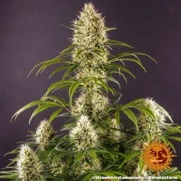 Strawberry Lemonade Barney´s Farm SEEDS-BANK.CZ