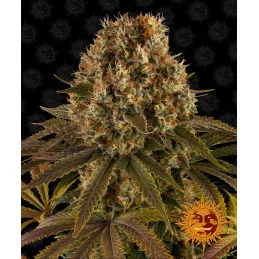 Strawberry Lemonade Barney´s Farm SEEDS-BANK.CZ