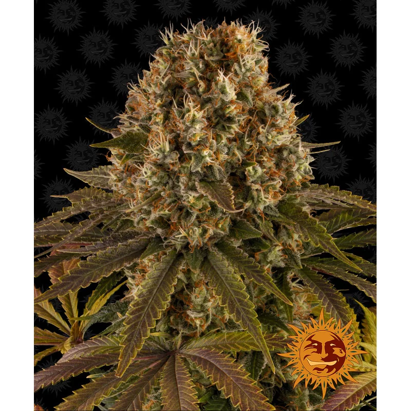 Strawberry Lemonade Barney´s Farm SEEDS-BANK.CZ