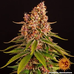 Pink Kush Barney´s Farm SEEDS-BANK.CZ