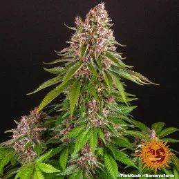 Pink Kush Barney´s Farm SEEDS-BANK.CZ