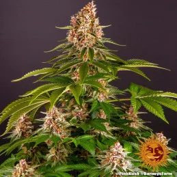 Pink Kush Barney´s Farm SEEDS-BANK.CZ