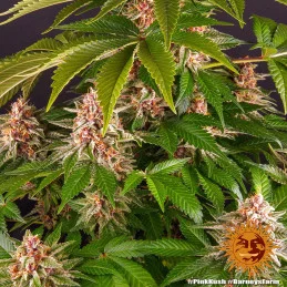 Pink Kush Barney´s Farm SEEDS-BANK.CZ