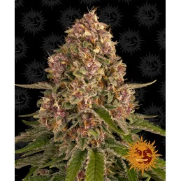 Pink Kush Barney´s Farm SEEDS-BANK.CZ