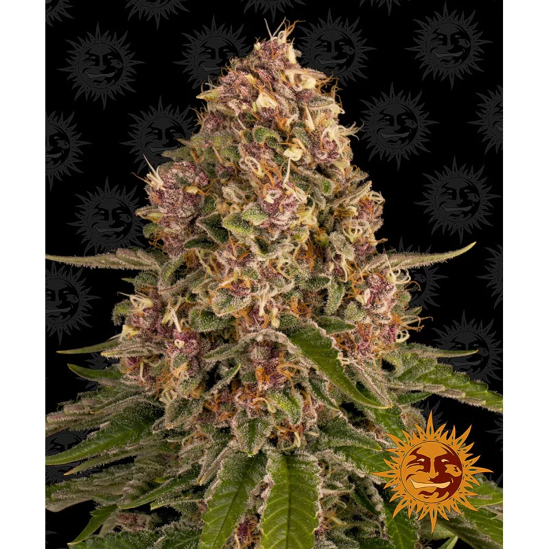 Pink Kush Barney´s Farm SEEDS-BANK.CZ