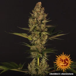 Dos Si Dos 33 Barney´s Farm SEEDS-BANK.CZ