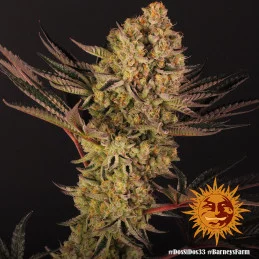 Dos Si Dos 33 Barney´s Farm SEEDS-BANK.CZ