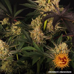 Dos Si Dos 33 Barney´s Farm SEEDS-BANK.CZ