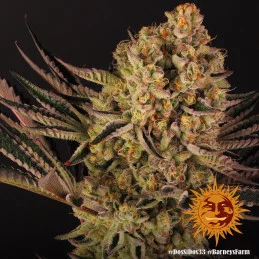Dos Si Dos 33 Barney´s Farm SEEDS-BANK.CZ