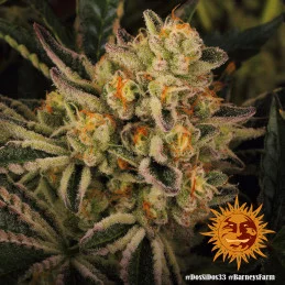Dos Si Dos 33 Barney´s Farm SEEDS-BANK.CZ