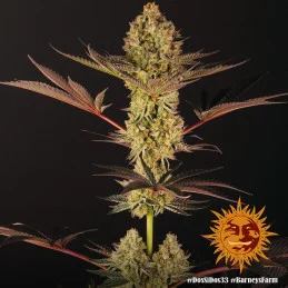 Dos Si Dos 33 Barney´s Farm SEEDS-BANK.CZ