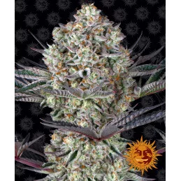 Dos Si Dos 33 Barney´s Farm SEEDS-BANK.CZ
