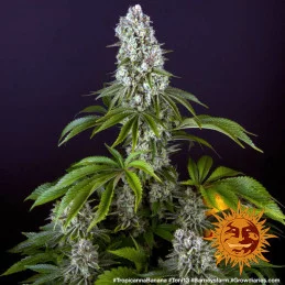 Tropicanna Banana Barney´s Farm SEEDS-BANK.CZ