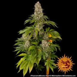 Tropicanna Banana Barney´s Farm SEEDS-BANK.CZ
