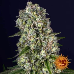 Tropicanna Banana Barney´s Farm SEEDS-BANK.CZ